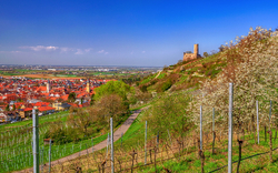 Weinberge mit Burgruine im Hintergrund und blühenden Bäumen im Frühling