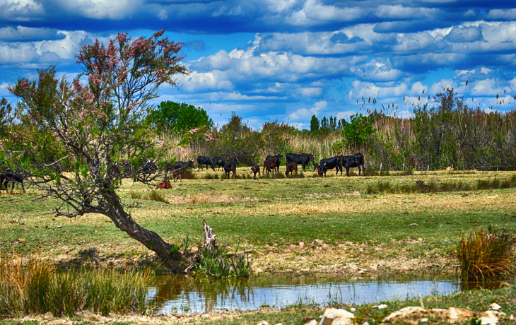 Camargue