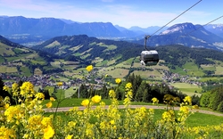 Seilbahn über blühender Wiese in alpiner Landschaft.